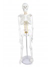 Walter Half-Size Skeleton w/Nerve Endings