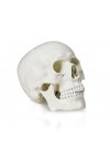 Walter Life-Size Human Skull