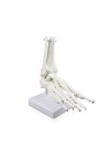 Walter Foot Skeleton