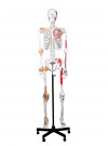 Walter Full-Size Skeleton w/Muscles & Ligaments