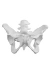 Walter Female Pelvic Skeleton