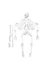 Walter Full-Size Disarticulated Skeleton
