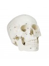 Walter Numbered Human Skull