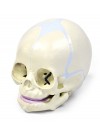 Walter Human Fetal Skull