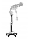 Walter Full-Size Flexible Skeleton