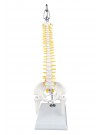 Walter Mini Human Spinal Column