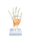 Walter Hand and Wrist Skeleton w/Ligaments