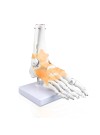 Walter Foot and Ankle Skeleton w/Ligaments 