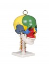 Walter Didactic Skull w/Cervical Spine