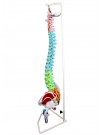 Walter Life-Size Flexible Spinal Column with Color-Coded Regions and Muscles
