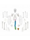 Walter Full-Size Disarticulated Skeleton w/Color-Coded Spinal Column
