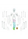 Walter Full-Size Disarticulated Skeleton w/Color-Coded Spinal Column