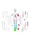Walter Full-Size Disarticulated Skeleton w/Muscles & Color-Coded Spinal Column