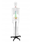 Walter Full-Size Skeleton w/Color-Coded Spinal Column