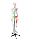 Walter Full-Size Skeleton w/Muscles & Color-Coded Spinal Column