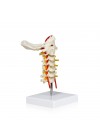 Walter Cervical Spinal Column