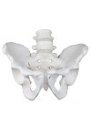 Walter Male Pelvic Skeleton