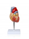 Walter Life-Size Heart Model - 2 Parts