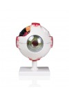 Walter Eye Model, 7 Parts