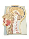 Walter Sagittal Section of the Head
