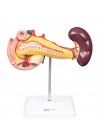 Walter Pancreas, Duodenum, & Spleen