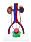 Walter Urinary System Model