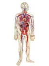 Walter Human Circulatory System