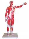 Walter Muscular Figure - 85cm, 27 Parts