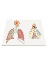 Walter Human Respiratory System w/Magnified Alveolus