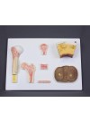 Walter Bone Tissue Model