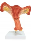 Walter Female Internal Reproductive Organs