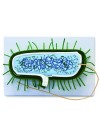 Walter Bacterial Model