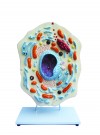 Walter Animal Cell Model