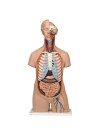 3B Classic Unisex Torso, Life-Size - 16 Parts