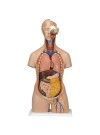 3B Classic Unisex Torso w/Opened Neck & Back, Life-Size - 18 Parts