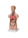 3B Mini Torso, 1/2 Life-Size - 12 Parts