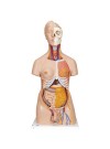 3B Deluxe Dual-Sex Human Torso, Life-Size - 20 Parts