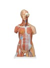 3B Dual-Sex Muscle Torso