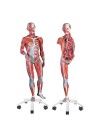 3B Dual-Sex Muscle Model, 3/4 Life-Size - 45 Parts