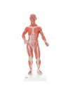 3B Muscle Model, 1/3 Life-Size - 2 Parts