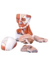 3B Head and Neck Musculature