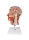 3B Half Head w/Musculature