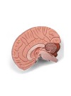 3B Brain Model, Life-Size - 2 Parts