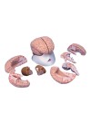 3B Brain Model, Life-Size - 8 Parts
