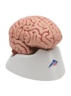 3B Classic Brain Model, Life-Size - 5 Parts
