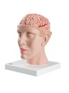 3B Brain Model w/Arteries on Base of Head - 8 Parts
