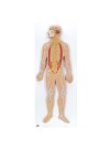 3B Nervous System, 1/2 Life-Size