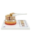 3B Spinal Cord, 5X Life-Size
