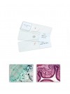 General Study Prepared Slides