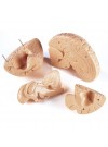 Denoyer Budget Giant Brain, 4-Parts, 2X Life Size